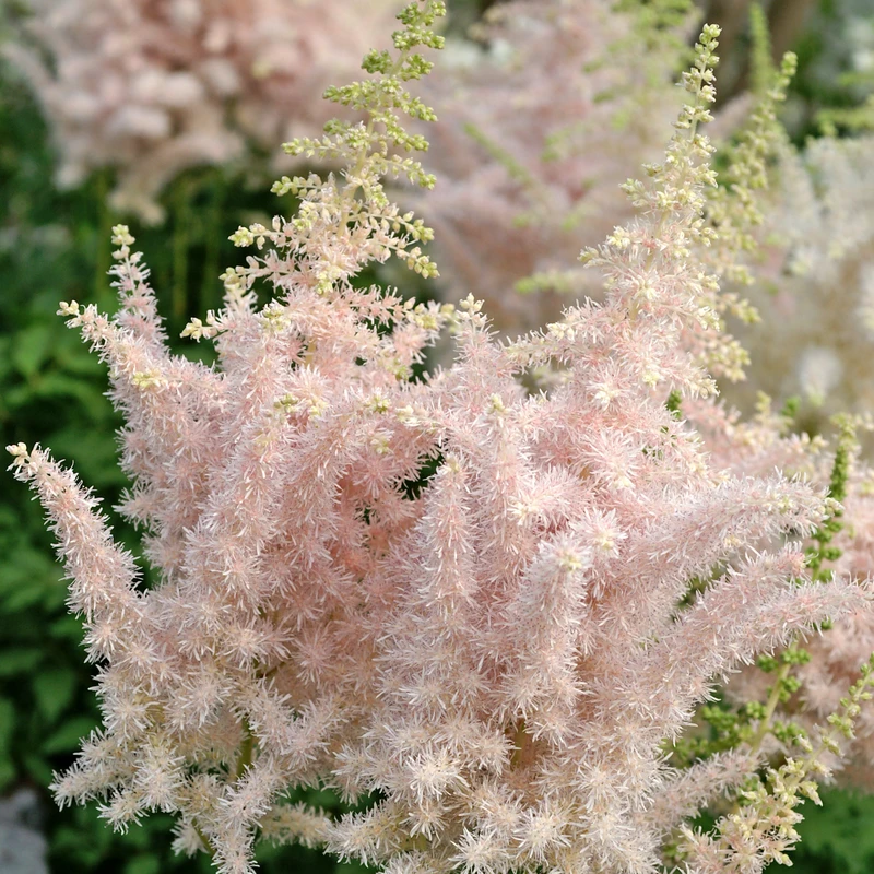 'Milk And Honey' Astilbe 1 'Milk And Honey' Astilbe