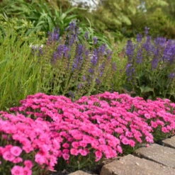 'Paint The Town Fancy' Dianthus 8 'Paint The Town Fancy' Dianthus -AURA Flower Shop 0acff2a43d1d77895d773f451350cc12