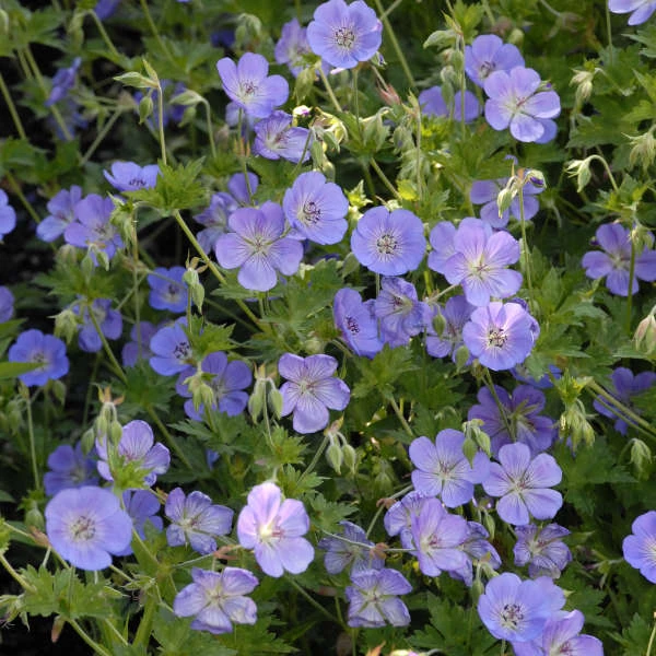 Rozanne® Cranesbill 1 Rozanne® Cranesbill