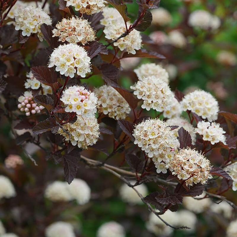 AURA Flower Shop 62 AURA Flower Shop -AURA Flower Shop 1034 4522 popup sw