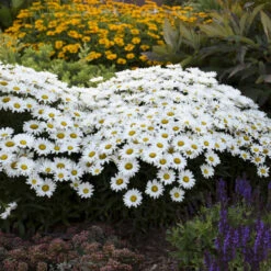 Amazing Daisies® Daisy May® Shasta Daisy 6 Amazing Daisies® Daisy May® Shasta Daisy -AURA Flower Shop 12883ffa5c75e1431e04bdeb6e5df944 1