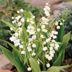 Lily Of The Valley 5 Lily Of The Valley -AURA Flower Shop 176 convallaria lily of the valley 3