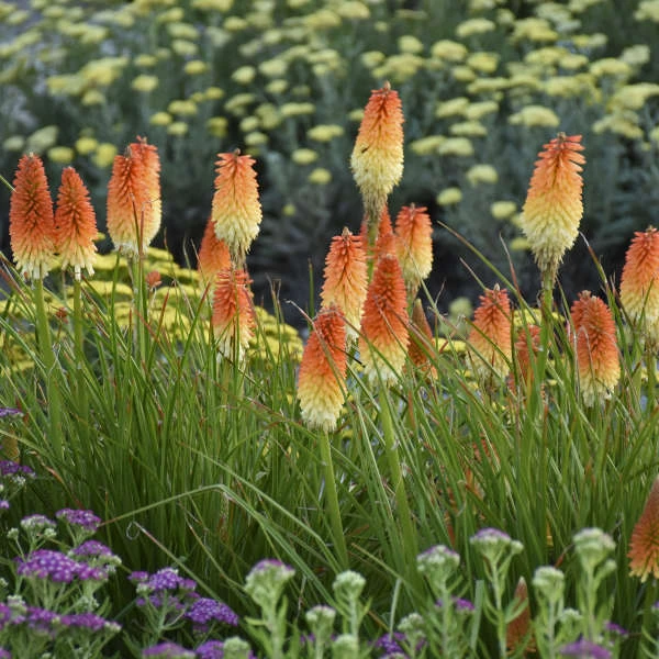 Pyromania® 'Hot And Cold' Red Hot Poker 1 Pyromania® 'Hot And Cold' Red Hot Poker