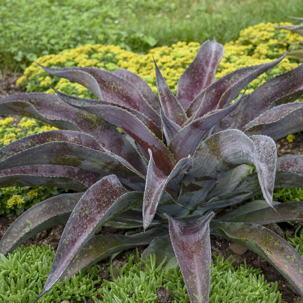 Mad About Mangave® 'Mission To Mars' Mangave 2 Mad About Mangave® 'Mission To Mars' Mangave - Image 2