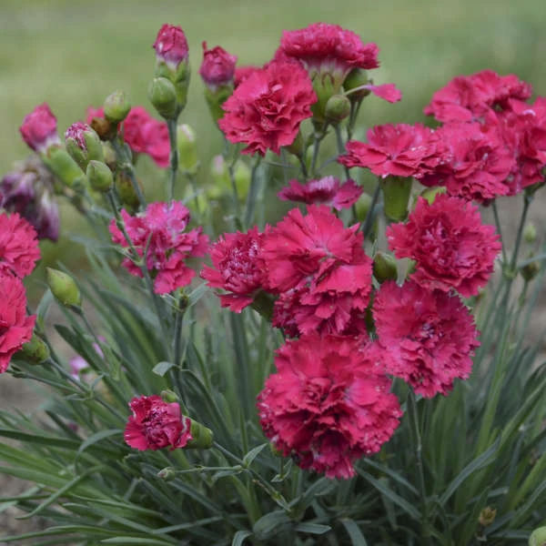 Fruit Punch® 'Cranberry Cocktail' Dianthus 3 Fruit Punch® 'Cranberry Cocktail' Dianthus - Image 3