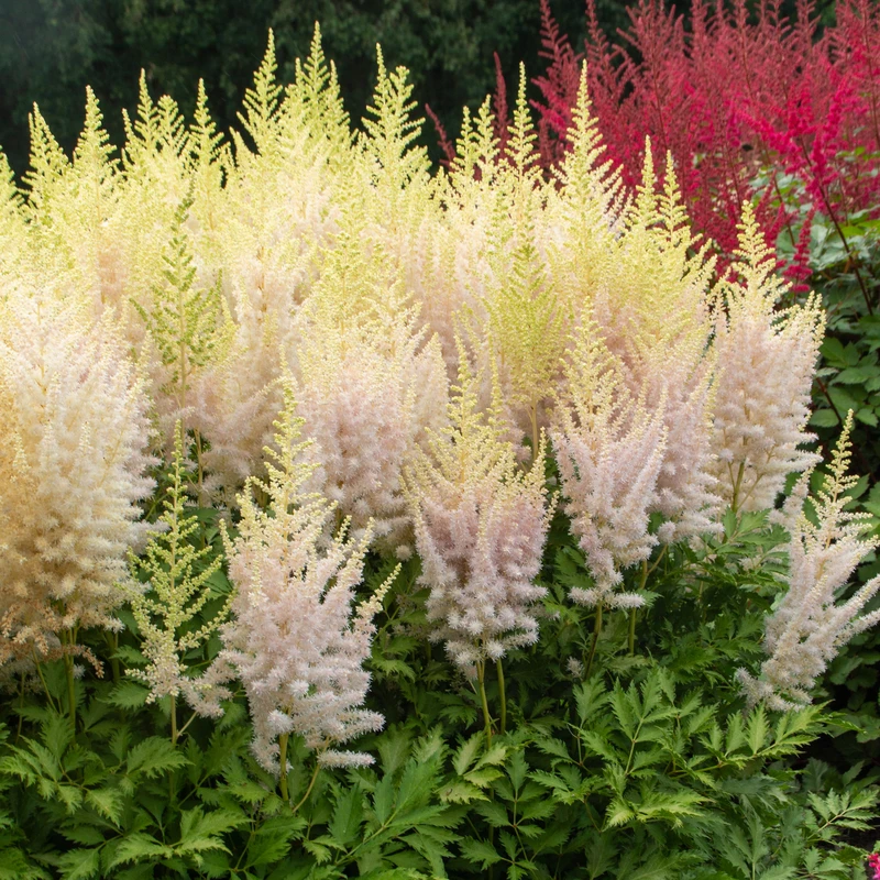 'Milk And Honey' Astilbe 4 'Milk And Honey' Astilbe - Image 4