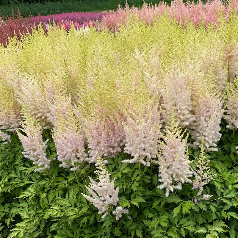 'Milk And Honey' Astilbe 2 'Milk And Honey' Astilbe - Image 2