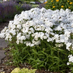 'Opening Act White' Hybrid Phlox 8 'Opening Act White' Hybrid Phlox -AURA Flower Shop 2086636338d2bfcc9873fb0b305b67a1