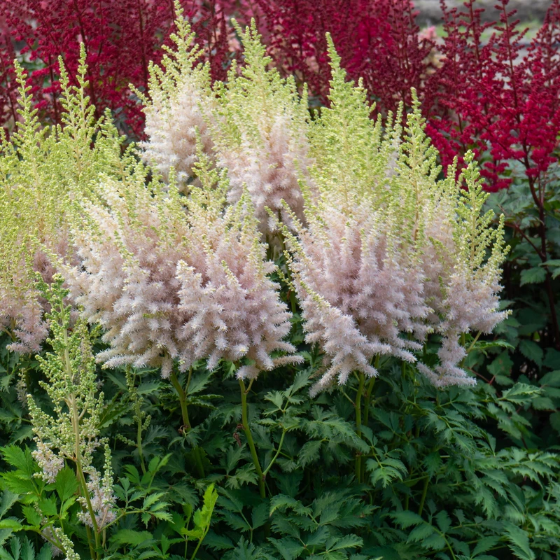 'Milk And Honey' Astilbe 3 'Milk And Honey' Astilbe - Image 3