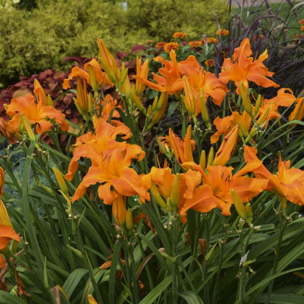 Rainbow Rhythm® 'Primal Scream' Daylily 2 Rainbow Rhythm® 'Primal Scream' Daylily - Image 2