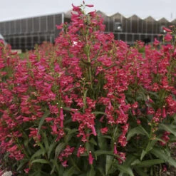 Bejeweled™ 'Rose Rhinestones' Beardtongue 6 Bejeweled™ 'Rose Rhinestones' Beardtongue -AURA Flower Shop 227120f3995c5a1935960b7899f88d8c
