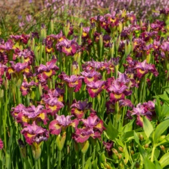 'Miss Apple' Siberian Iris