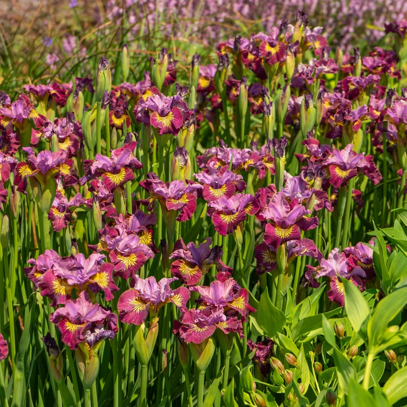 AURA Flower Shop -AURA Flower Shop 230607gbo115IrissibiricaMissApple 800x800 301d206