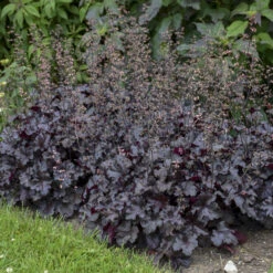 Primo® 'Black Pearl' Coral Bells 12 Primo® 'Black Pearl' Coral Bells -AURA Flower Shop 234311fe02f8cbe5d77e9596f4626150