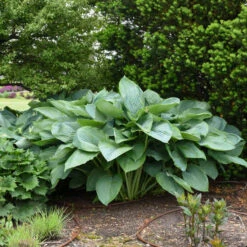 Shadowland® 'Empress Wu' Hosta 8 Shadowland® 'Empress Wu' Hosta -AURA Flower Shop 265d8e14c758a02e4d6a055b09c0bb5d