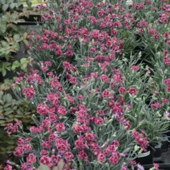 Fruit Punch® 'Black Cherry Frost' Dianthus 8 Fruit Punch® 'Black Cherry Frost' Dianthus -AURA Flower Shop 2abdf933c70bf61f7f5db61c2d748d07