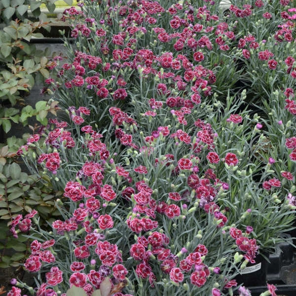 Fruit Punch® 'Black Cherry Frost' Dianthus 4 Fruit Punch® 'Black Cherry Frost' Dianthus - Image 4