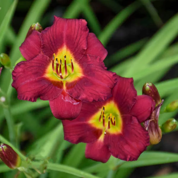 'Pardon Me' Daylily 1 'Pardon Me' Daylily