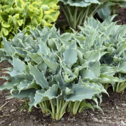 Shadowland® 'Waterslide' Hosta 11 Shadowland® 'Waterslide' Hosta -AURA Flower Shop 2cd4c1b19f8358652dc0f5a422cfcb56