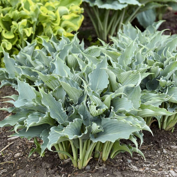 Shadowland® 'Waterslide' Hosta 5 Shadowland® 'Waterslide' Hosta - Image 5