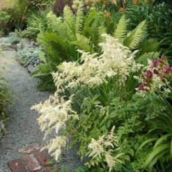 White Astilbe 5 White Astilbe -AURA Flower Shop 300 1244 popup