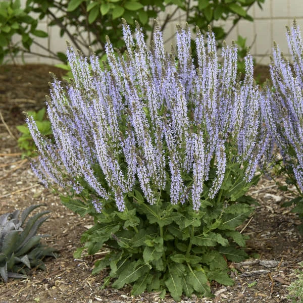 Color Spires® 'Crystal Blue' Salvia 2 Color Spires® 'Crystal Blue' Salvia - Image 2