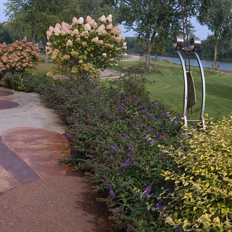 Lo & Behold® 'Blue Chip Jr.' Butterfly Bush 2 Lo & Behold® 'Blue Chip Jr.' Butterfly Bush - Image 2