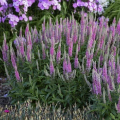 Magic Show® 'Pink Potion' Spike Speedwell 6 Magic Show® 'Pink Potion' Spike Speedwell -AURA Flower Shop 43a3b7a27fd4e4d1b3b17da66e5c1a78