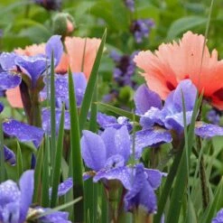 'Silver Edge' Siberian Iris 7 'Silver Edge' Siberian Iris -AURA Flower Shop 457 2257 popup