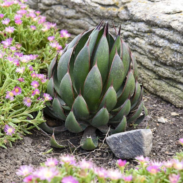 Mad About Mangave® 'Praying Hands' Mangave 1 Mad About Mangave® 'Praying Hands' Mangave