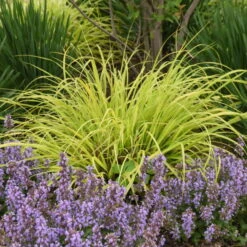 Prairie Winds® 'Lemon Squeeze' Fountain Grass 6 Prairie Winds® 'Lemon Squeeze' Fountain Grass -AURA Flower Shop 497Pennisetumalopecuroides LemonSqueeze 2