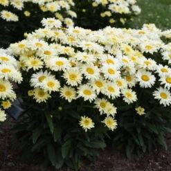 Amazing Daisies® 'Banana Cream II' Shasta Daisy 6 Amazing Daisies® 'Banana Cream II' Shasta Daisy -AURA Flower Shop 509Leucanthemumsuperbum BananaCreamII 1