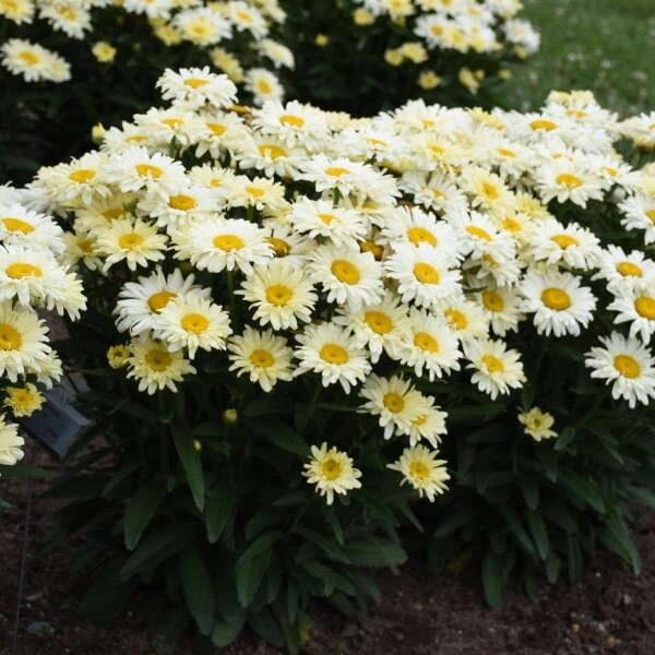 Amazing Daisies® 'Banana Cream II' Shasta Daisy 3 Amazing Daisies® 'Banana Cream II' Shasta Daisy - Image 3