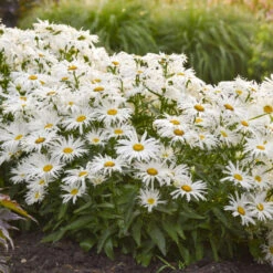 Amazing Daisies® 'Spun Silk' Shasta Daisy 7 Amazing Daisies® 'Spun Silk' Shasta Daisy -AURA Flower Shop 510Leucanthemumsuperbum SpunSilk 3