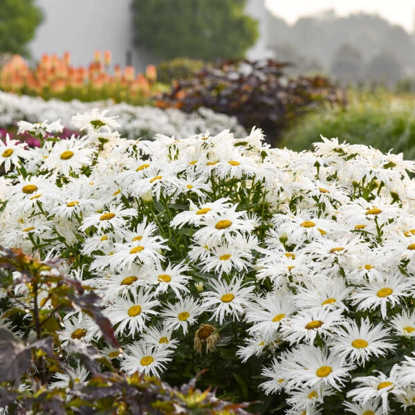 Amazing Daisies® 'Spun Silk' Shasta Daisy 4 Amazing Daisies® 'Spun Silk' Shasta Daisy - Image 4
