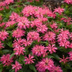 AURA Flower Shop 38 'Leading Lady Pink' Bee Balm