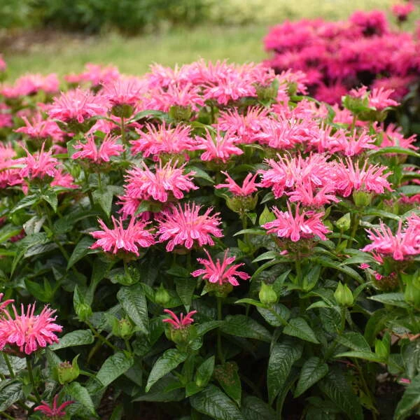 'Leading Lady Pink' Bee Balm 2 'Leading Lady Pink' Bee Balm - Image 2