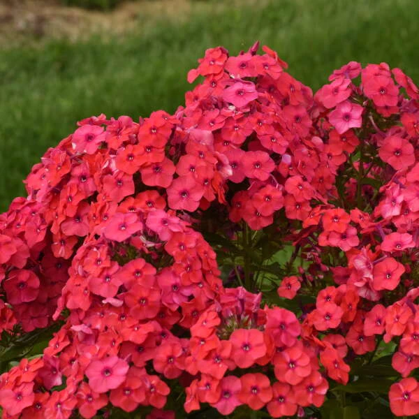 Luminary™ 'Sunset Coral' Tall Garden Phlox 2 Luminary™ 'Sunset Coral' Tall Garden Phlox - Image 2