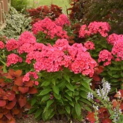 Luminary™ 'Sunset Coral' Tall Garden Phlox 7 Luminary™ 'Sunset Coral' Tall Garden Phlox -AURA Flower Shop 519Phloxpaniculata SunsetCoral 3