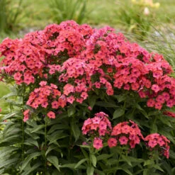 Luminary™ 'Sunset Coral' Tall Garden Phlox 8 Luminary™ 'Sunset Coral' Tall Garden Phlox -AURA Flower Shop 519Phloxpaniculata SunsetCoral 4