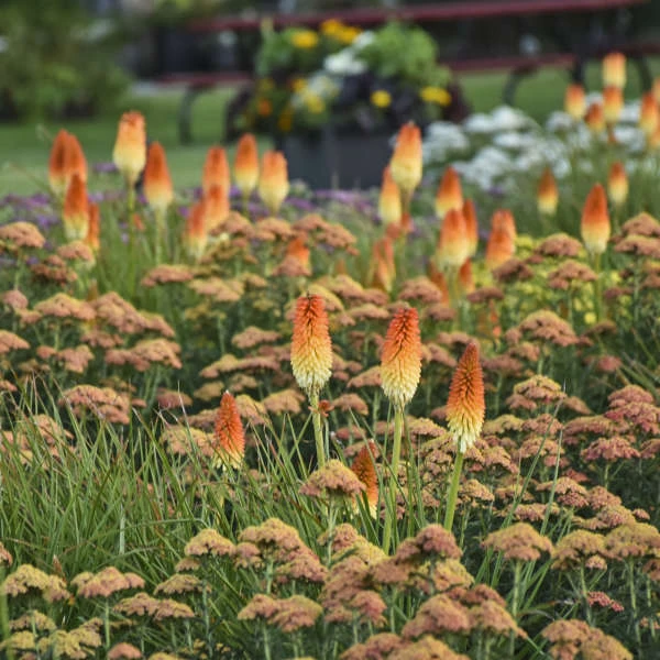 Pyromania® 'Hot And Cold' Red Hot Poker 4 Pyromania® 'Hot And Cold' Red Hot Poker - Image 4