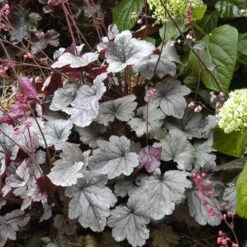 Dolce® 'Silver Gumdrop' Coral Bells -AURA Flower Shop 525 1969 popup sw