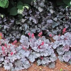 Dolce® 'Silver Gumdrop' Coral Bells -AURA Flower Shop 525 1972 popup sw