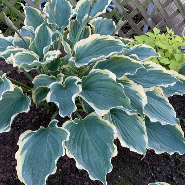 Shadowland® 'Hope Springs Eternal' Hosta 1 Shadowland® 'Hope Springs Eternal' Hosta
