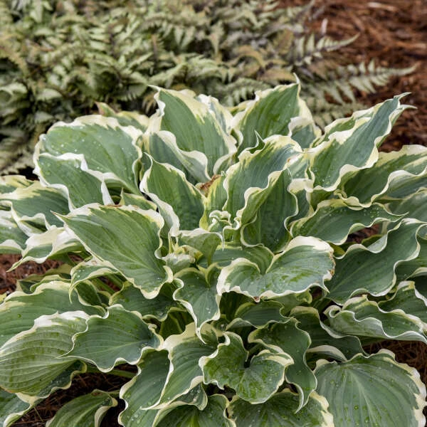 Shadowland® 'Hope Springs Eternal' Hosta 2 Shadowland® 'Hope Springs Eternal' Hosta - Image 2