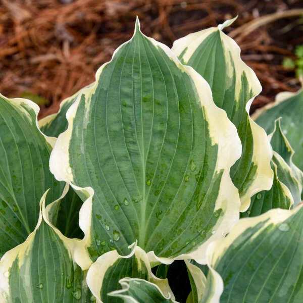 Shadowland® 'Hope Springs Eternal' Hosta 4 Shadowland® 'Hope Springs Eternal' Hosta - Image 4