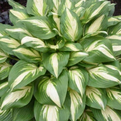 Shadowland® 'Miss America' Hosta