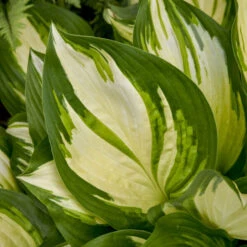 Shadowland® 'Miss America' Hosta 8 Shadowland® 'Miss America' Hosta -AURA Flower Shop 530Hosta MissAmerica 4