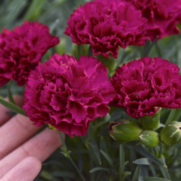 Fruit Punch® 'Cranberry Cocktail' Dianthus 1 Fruit Punch® 'Cranberry Cocktail' Dianthus