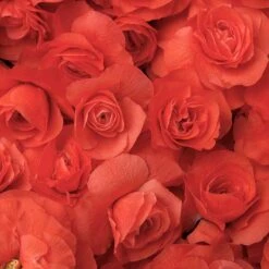 AURA Flower Shop -AURA Flower Shop 550 2088 popup